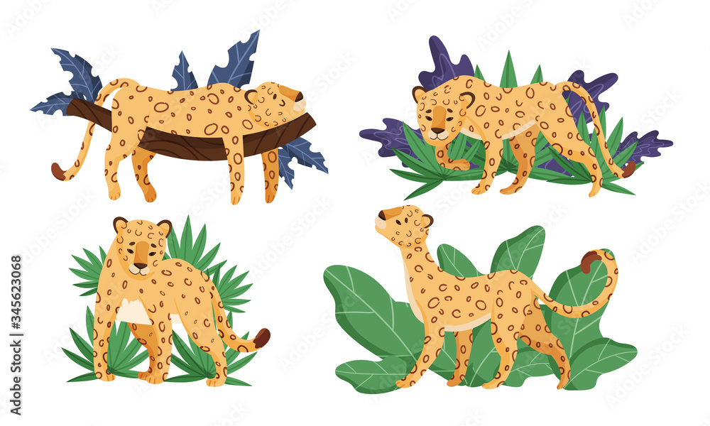 Poster spotted leopard in standing pose and lying on tree branch vector set