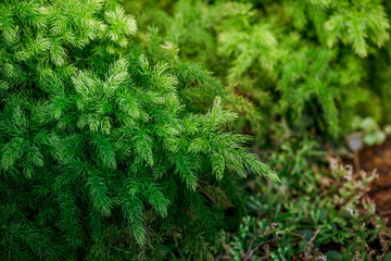 Close-up view of the various plants planted in the park,for the beauty of the spectators,fresh and comfortable,while resting during the day