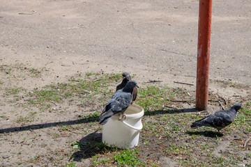 Pigeons drink, bring water to the site.