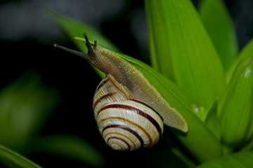snail on a leaf