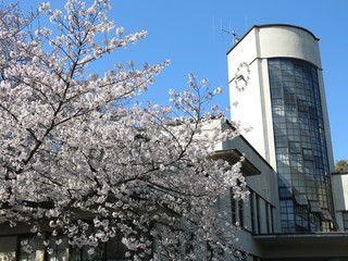 桜が咲く春の小石川植物園（本館）　Koishikawa Botanical Gardens