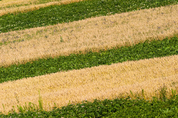 The village field. Strips of wheat and potatoes are sown .. Photographed in Ukraine. Kharkov...
