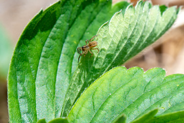 Fototapeta premium Garden Spider on a Strawberry Leaf