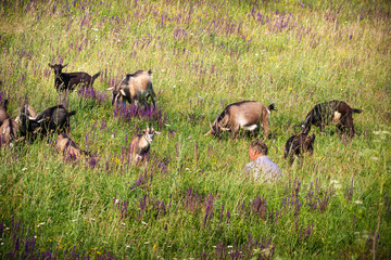 Summer day. In the frame, the countryside. A herd of goats grazes on the meadow. Horizontal frame. Photographed in Ukraine, Kharkiv region. Color image.