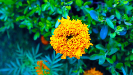 Signet Marigold Flower on Blooming Season