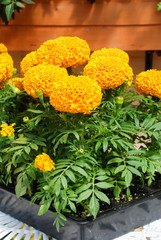 Marigolds Orange Color (Tagetes erecta, Mexican marigold)