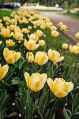 Obraz premium Tulips blooming in a flower bed in Kolomenskoye Park in Moscow