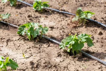 Fototapete Dürre Dry soil during drought and the heat of the summer with an agricultural irrigation system in a garden. It's an ecological problem.  © Rafaila Gheorghita