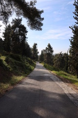 road in the forest