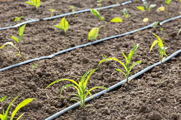 Dry soil during drought and the heat of the summer with an agricultural irrigation system in a garden. It's an ecological problem.