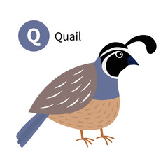 Letter Q. Quail bird. Zoo animal alphabet. English abc with cute cartoon kawaii funny baby animals. Education cards for kids. Isolated. White background. Flat design.