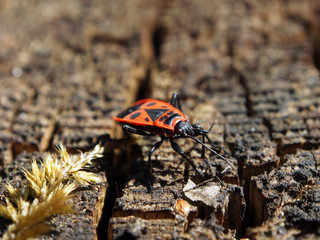 Bug soldier-Pyrrhocoris apterus basks in the spring sun, close-up, macro photo. Variety of wildlife, insects.