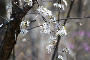 Wild plum blossoms in the woods - horizontal