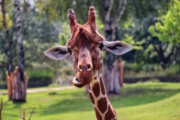 A portrait of a giraffe head in the zoo park Dvůr Králové in the Czech Republic