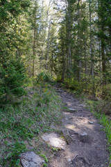 Narrow mountain trail passing through the forest