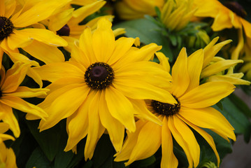 Yellow black-eyed susans, Rudbeckia hirta, flowering in a summer garden.