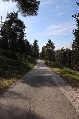 road in the forest