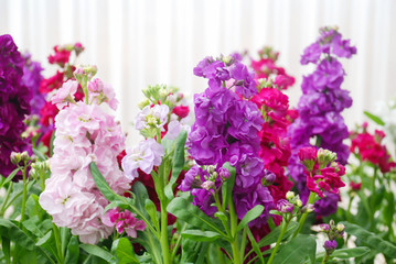 Fototapeta na wymiar Matthiola incana flower, stock flowers, cut flowers in nursery, full bloom.