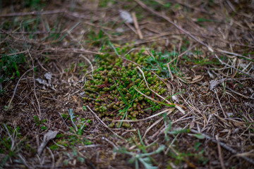 moss on trees and land. on a blurred background. macro
