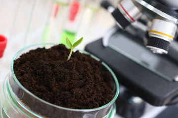 Close-up of plant laboratory. Biology technician working with plants. Examining germ with microscope. Glass container with leaf. Agriculture and chemistry concept