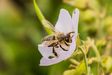 Drone, male bee feeds on pink flower pollen, meadow scene. Cloeseup, macro photo of meal time of an insect.