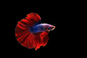 Colourful Betta fish,Siamese fighting fish in movement isolated on black background. Capture the...