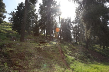 Fototapeta premium road in the forest