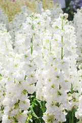 Matthiola incana flower, stock flowers, cut flowers in nursery, full bloom.