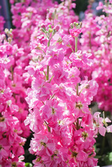 Matthiola incana flower, stock flowers, cut flowers in nursery, full bloom.