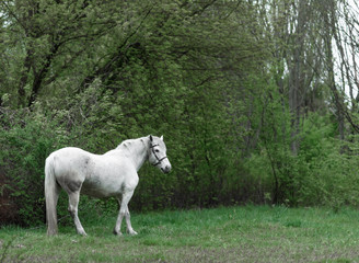 Obraz na płótnie Canvas white horse in a meadow