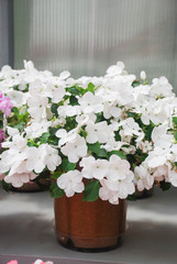 white impatiens in potted, scientific name Impatiens walleriana flowers also called Balsam, flowerbed of blossoms