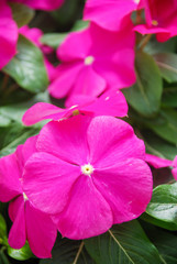 foliage vinca flowers, rose vinca flowers (madagascar periwinkle)