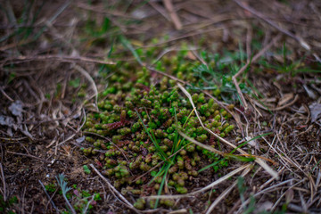 moss on trees and land. on a blurred background. macro
