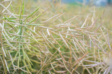 Summer ripe rape pods
