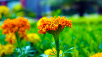 Signet Marigold Flower on Blooming Season