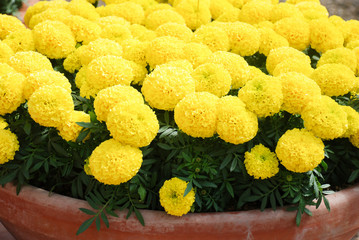 Marigolds Yellow Color (Tagetes erecta, Mexican marigold)