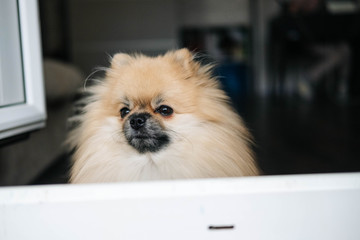 Pomeranian dog looking out the window. close-up