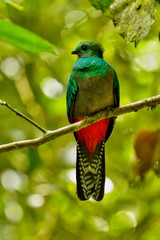 Resplendent Quetzal, full resolution photoPharomachrus mocinno, Panama, with green forest in background. Magnificent sacred green and red bird. Birdwatching in jungle.