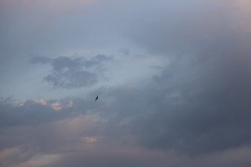 A bird in a cloudy sky
