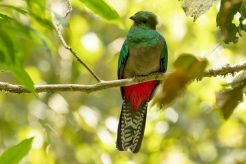 Resplendent Quetzal, full resolution photoPharomachrus mocinno, Panama, with green forest in background. Magnificent sacred green and red bird. Birdwatching in jungle.