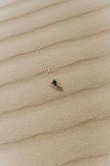 scarab on the sand