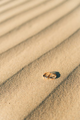 Fototapeta na wymiar wedding rings on the sand