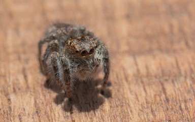 Ragno saltatore - Salticidae - Philaeus Chrysops