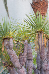 Dracaena draco tree close up