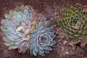 Exuberant Aemonium succulent plant