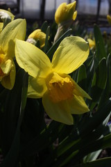 daffodils blooming in the garden