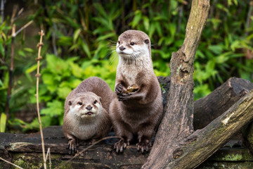 Two Oriental small-clawed otters