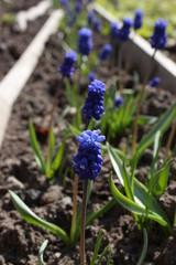 Muscari blooming in the garden