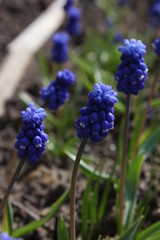 Muscari blooming in the garden