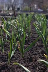 onions grow in the garden